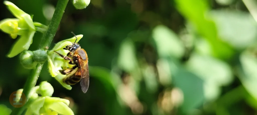 Abeja polinizando