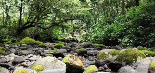 El futuro del río Pixquiac y el abastecimiento de agua en Xalapa