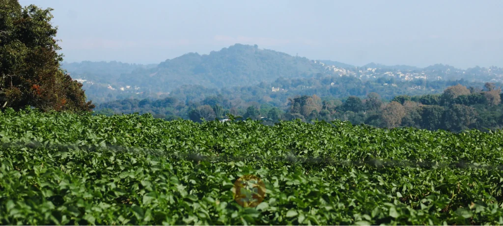 Campo de papa